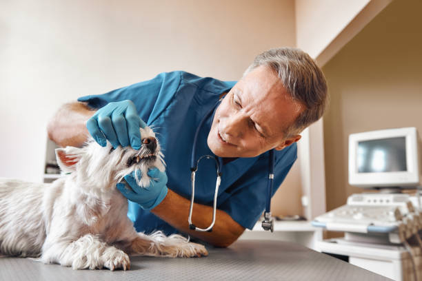 Best Dental Abscess Treatment in Loomis, CA